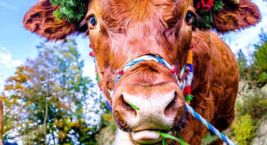 Einblick in die Gestaltung einer Jubiläumsbroschüre