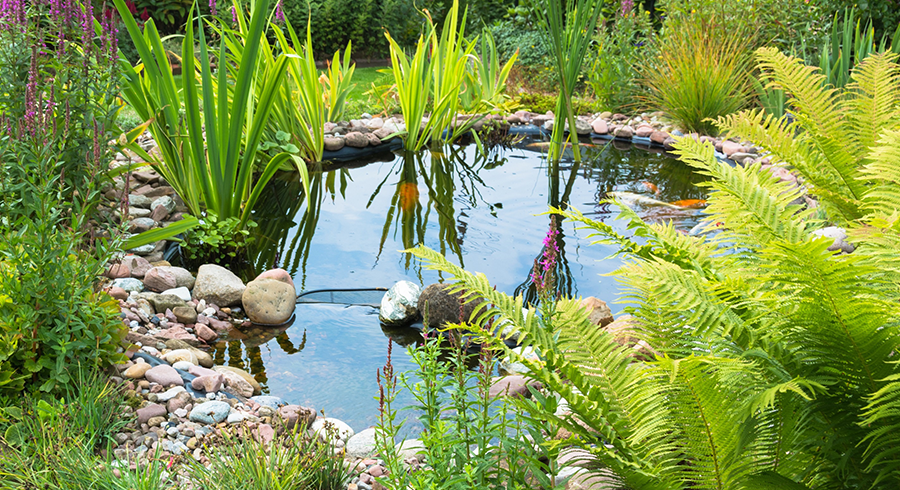 Pre-Made-Magazin mit redaktionellen Artikeln zum Thema Gartenteiche